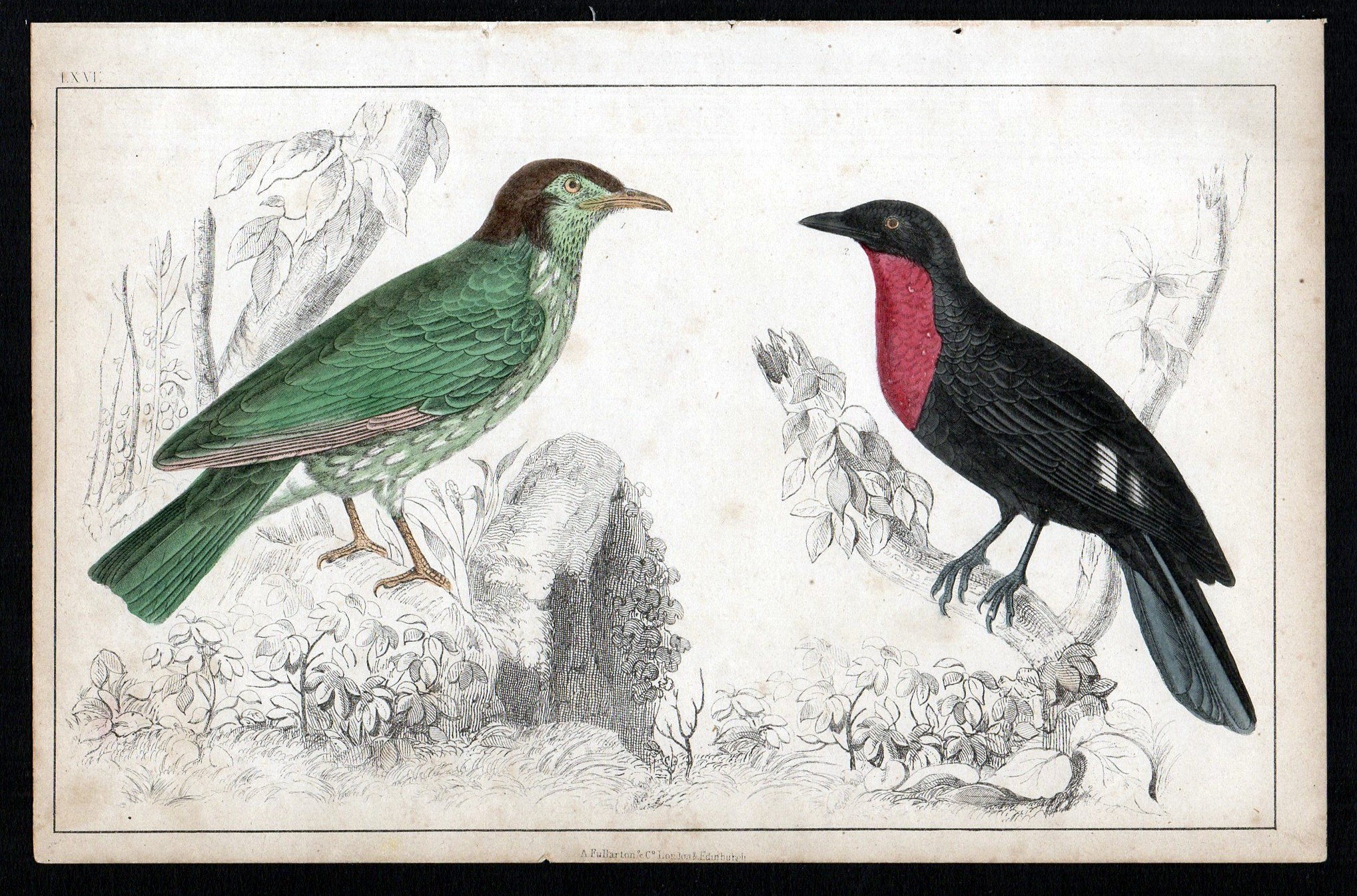 ARAPONGA SUMMER BIRD AND RED-BREASTED CROW