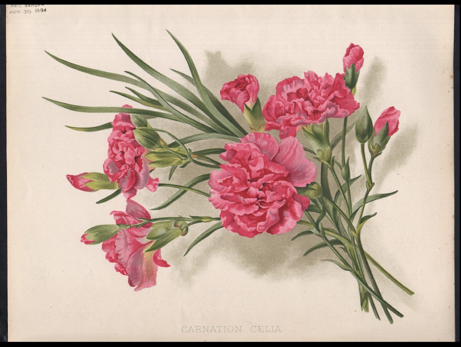 BORDER CARNATIONS Rare Film Posters