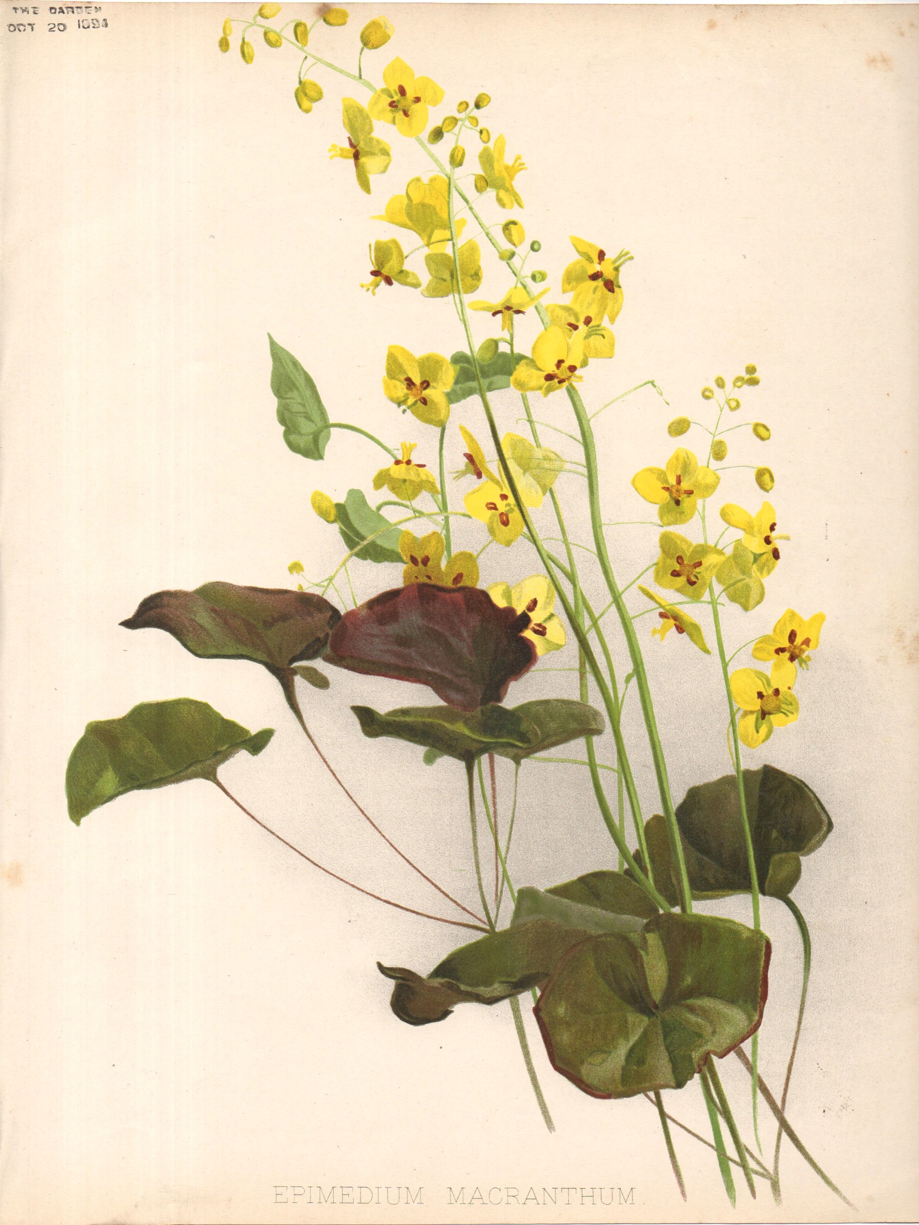 EPIMEDIUM MACRANTHUM