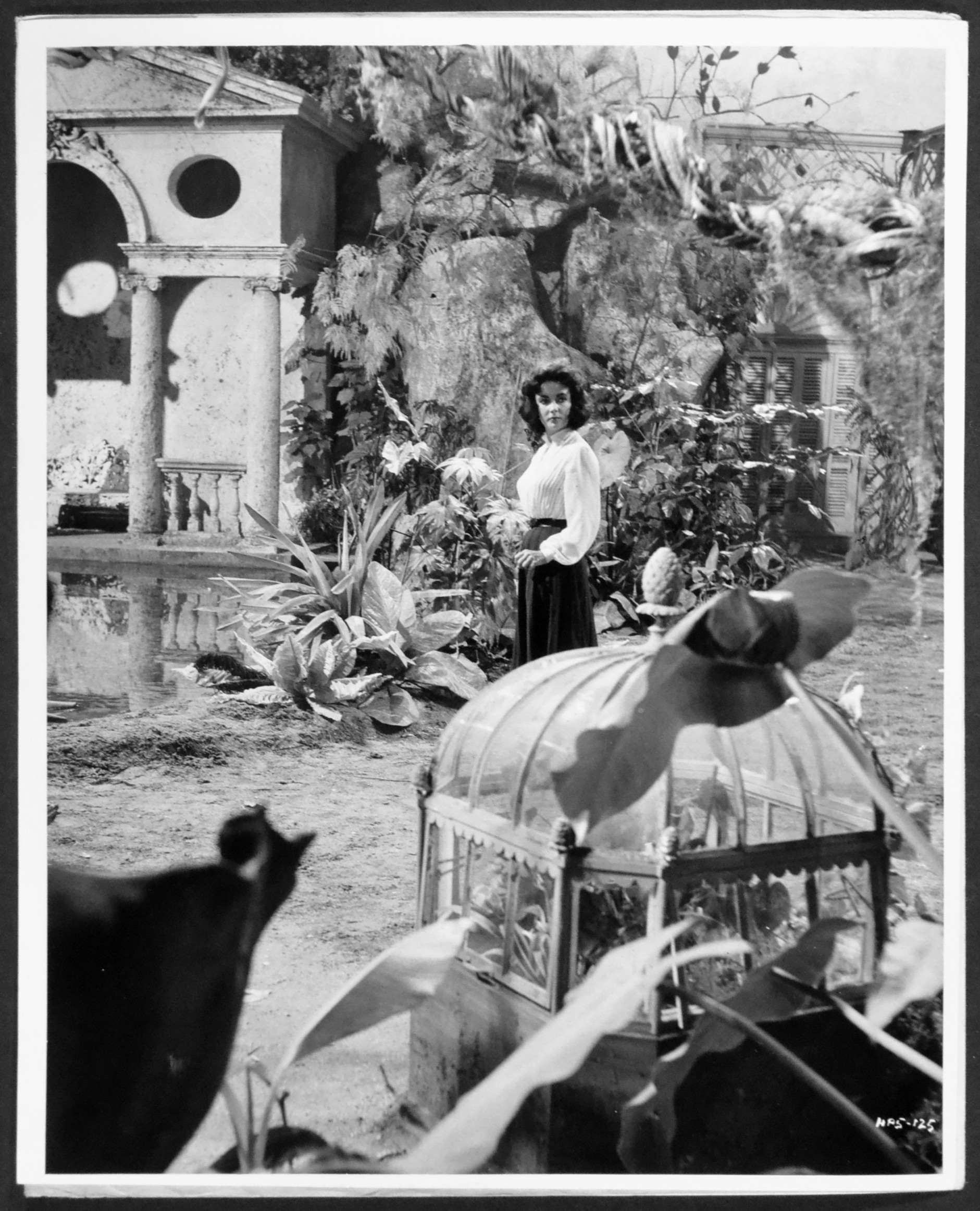 SUDDENLY LAST SUMMER